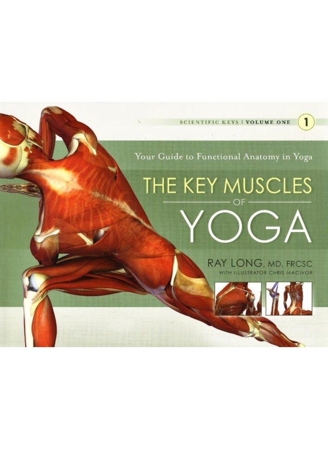 The Key Muscles Of Yoga 