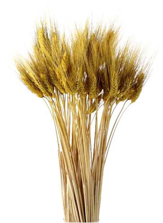 Generic Dried Wheat Flowers Sheaves Grass Bouquet (Yellow, 100 Pieces)  - Image 1