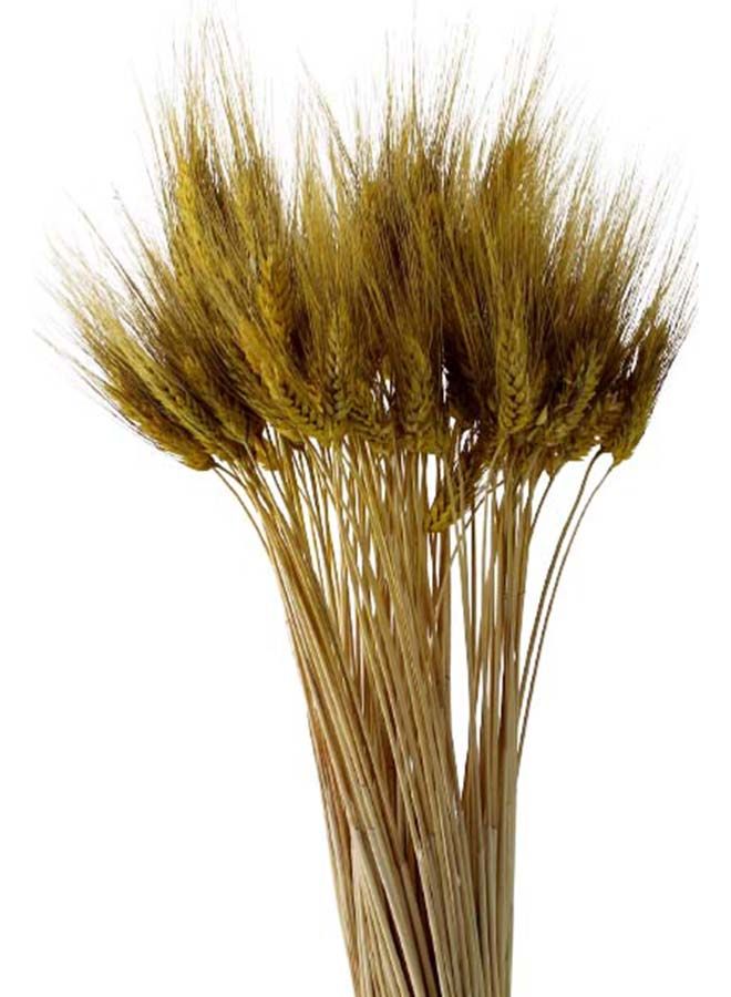 FANCY FLOWERS Dried Wheat Flowers Sheaves Grass Bouquet (Yellow, 100 Pieces) - Image 2