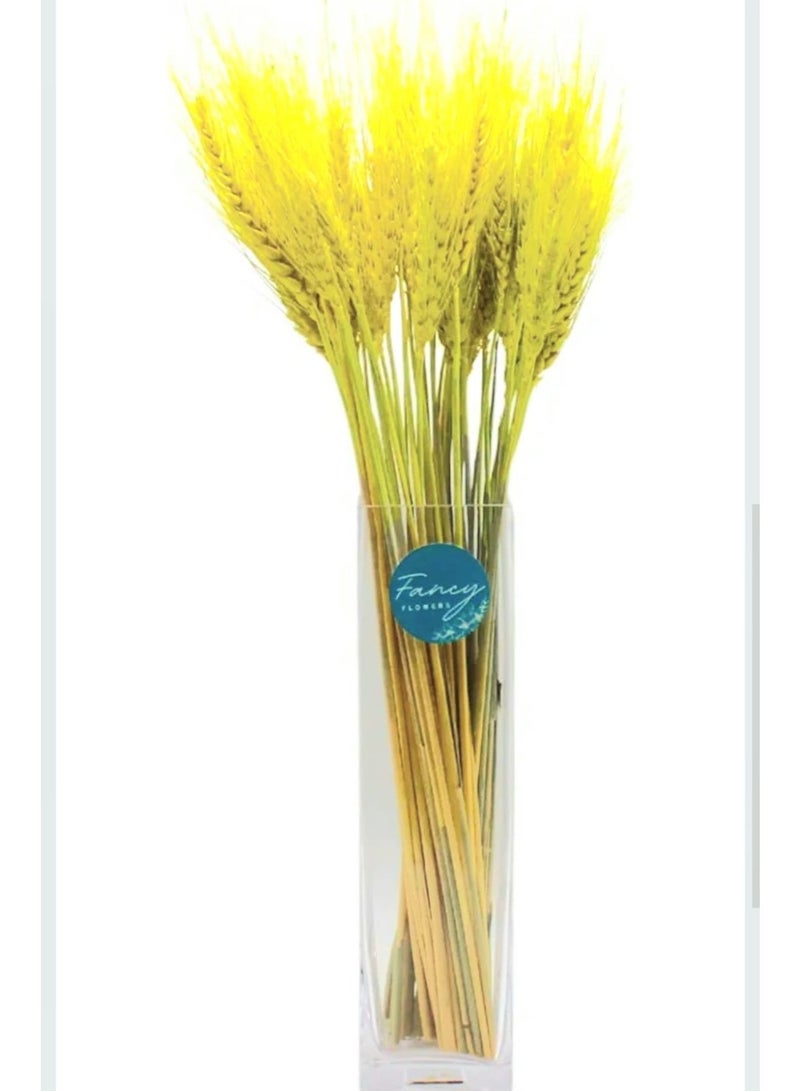FANCY FLOWERS FANCY Dried Wheat Stems Bundle – Natural or Painted, Decorative Dried Flowers for Vases & Home Décor - Image 1