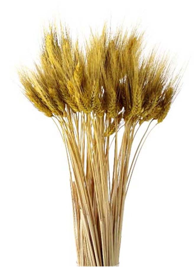 Generic Fancy Natural Dry Wheat Grass Bouquet  Dried Flowers Painted  Lemon Ginger 50  - Image 1