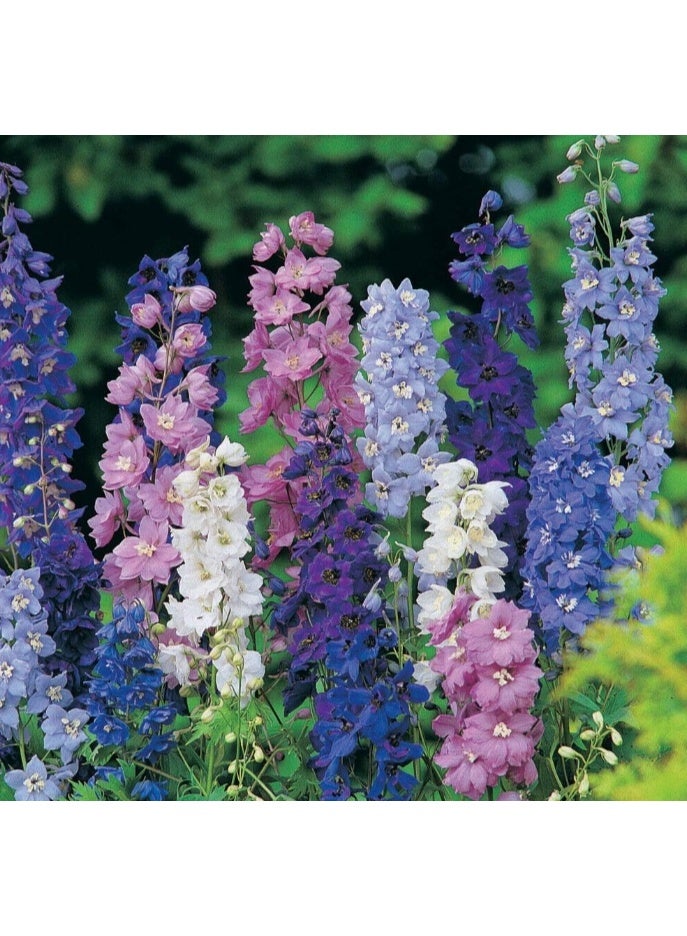 الواحة-TH بذور دلفينيوم، 200 بذرة، مزيج إمبريال عملاق، ألوان مختلطة رائعة - Image 2