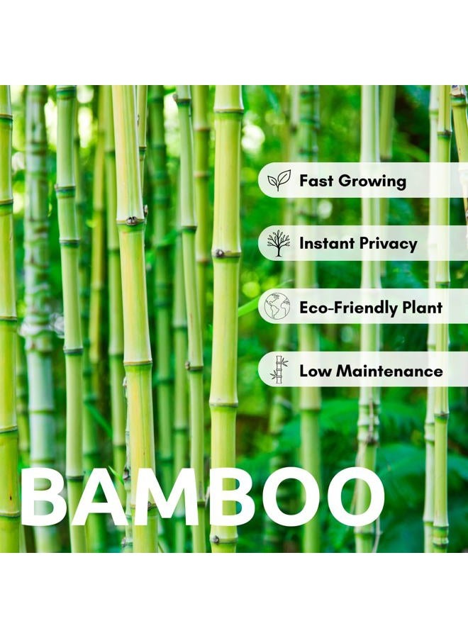 CZ Grain 200+ Fresh Giant Bamboo Seeds for Planting - Quick Growth and Winter Hardy Privacy Screen, Good for Environment - Image 2