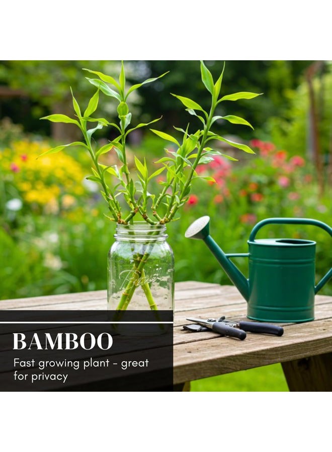 CZ Grain 200+ Fresh Giant Bamboo Seeds for Planting - Quick Growth and Winter Hardy Privacy Screen, Good for Environment - Image 4