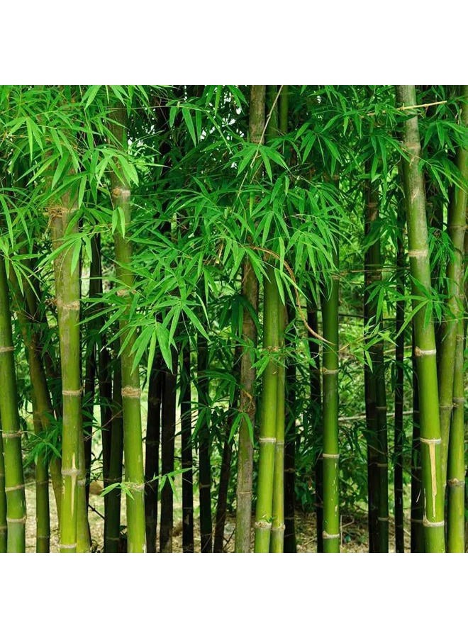 CZ Grain 200+ Fresh Giant Bamboo Seeds for Planting - Quick Growth and Winter Hardy Privacy Screen, Good for Environment - Image 1