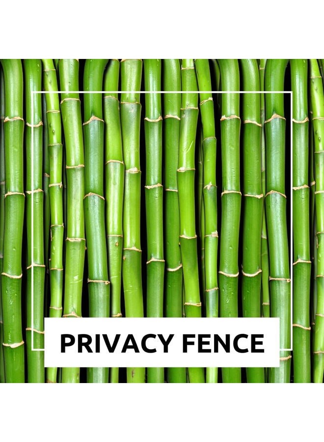 CZ Grain 200+ Fresh Giant Bamboo Seeds for Planting - Quick Growth and Winter Hardy Privacy Screen, Good for Environment - Image 5