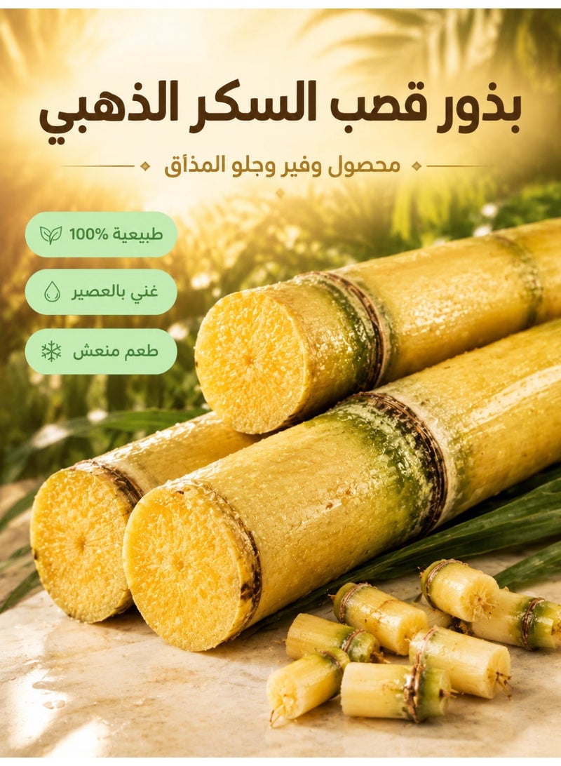 بذور قصب سكر أصفر حلو، قصب سكر صالح للأكل بقشرة رقيقة ونمو سريع، بذور عالية الغلة لزراعة الحدائق المنزلية والمزارع الصغيرة - Image 1