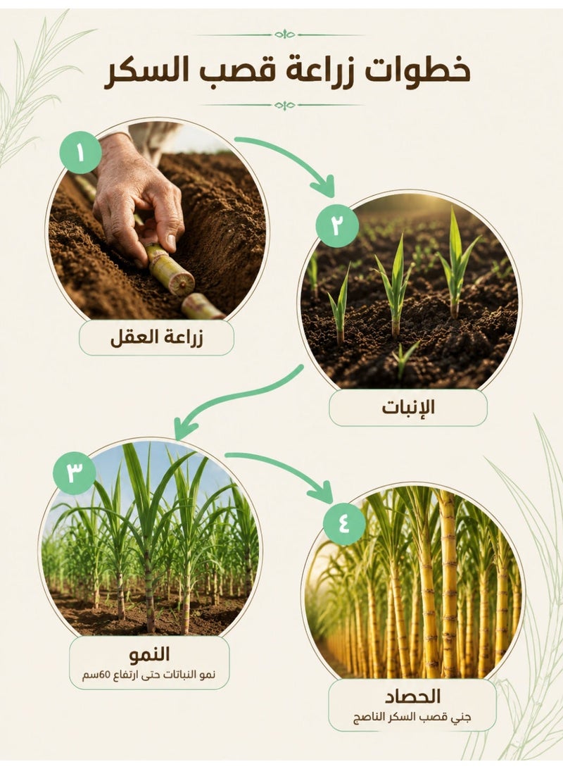 بذور قصب سكر أصفر حلو، قصب سكر صالح للأكل بقشرة رقيقة ونمو سريع، بذور عالية الغلة لزراعة الحدائق المنزلية والمزارع الصغيرة - Image 2
