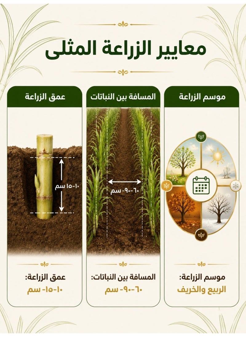بذور قصب سكر أصفر حلو، قصب سكر صالح للأكل بقشرة رقيقة ونمو سريع، بذور عالية الغلة لزراعة الحدائق المنزلية والمزارع الصغيرة - Image 4