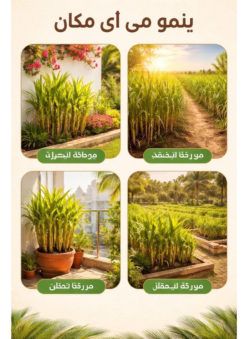 بذور قصب سكر أصفر حلو، قصب سكر صالح للأكل بقشرة رقيقة ونمو سريع، بذور عالية الغلة لزراعة الحدائق المنزلية والمزارع الصغيرة - Image 3