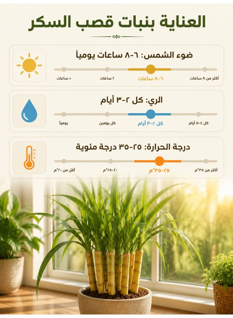 بذور قصب سكر أصفر حلو، قصب سكر صالح للأكل بقشرة رقيقة ونمو سريع، بذور عالية الغلة لزراعة الحدائق المنزلية والمزارع الصغيرة - Image 5