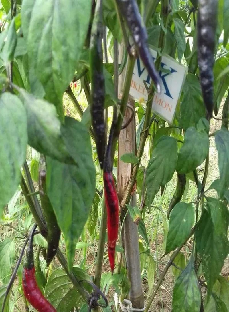 جي جوت بذور خضراوات الفلفل الحار كريشنا جولوكيا - كابسيكوم تشينينس، زراعة منزلية باستخدام مشعل ثقيل، 10 بذور - Image 5