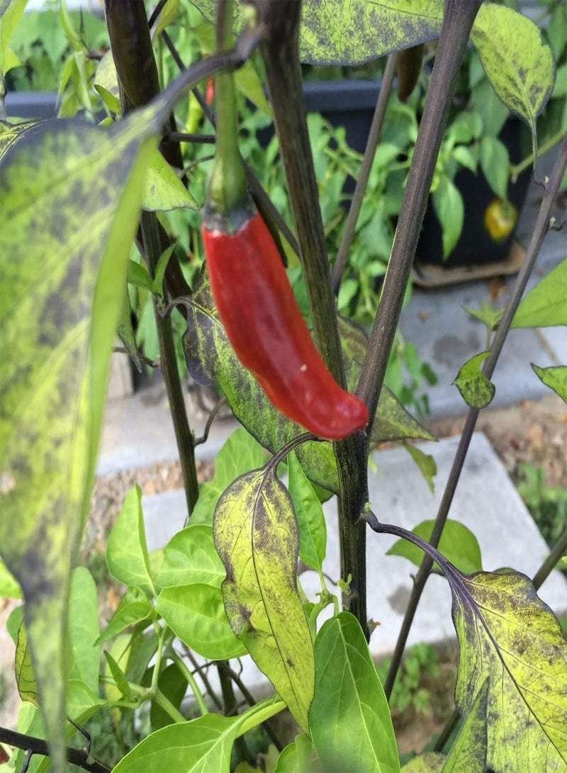 جي جوت بذور خضراوات الفلفل الحار كريشنا جولوكيا - كابسيكوم تشينينس، زراعة منزلية باستخدام مشعل ثقيل، 10 بذور - Image 3