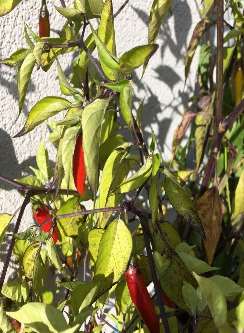 جي جوت بذور خضراوات الفلفل الحار كريشنا جولوكيا - كابسيكوم تشينينس، زراعة منزلية باستخدام مشعل ثقيل، 10 بذور - Image 4