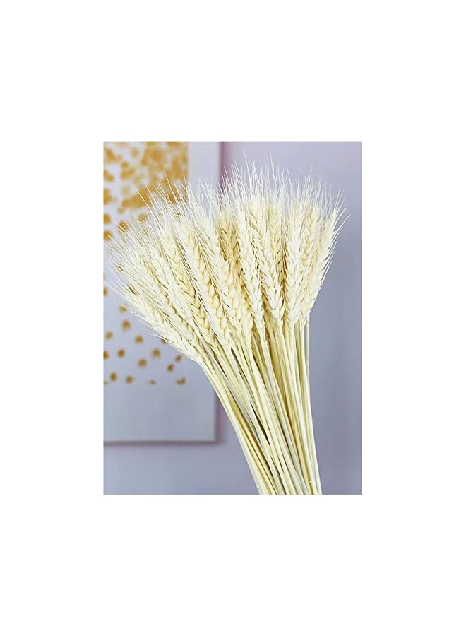 The Bros Dried Wheat Flowers Stalks 100 Stems Wheat Plant Sheaves for Decorating Wedding Table Home Kitchen - Image 2