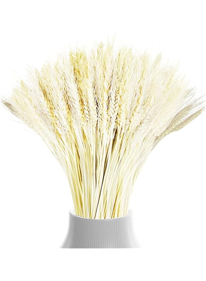 The Bros Dried Wheat Flowers Stalks 100 Stems Wheat Plant Sheaves for Decorating Wedding Table Home Kitchen - Image 1