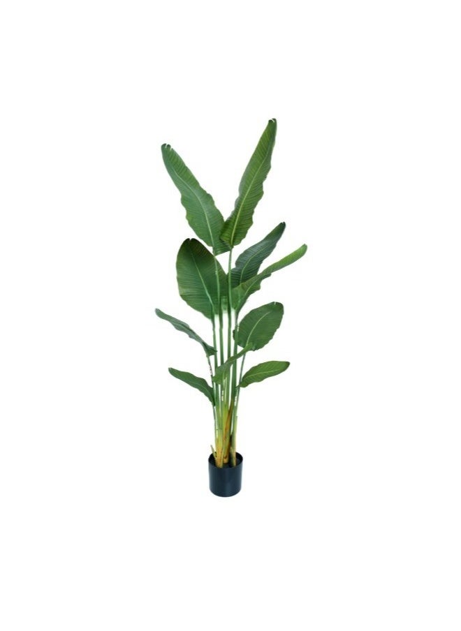 HRT WALL Premium strelitzia nicolai 160cm in a pot - green 