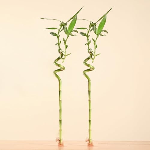 Ugaoo Lucky Bamboo Stick Indoor Plant | Live Bamboo Plant for Home, Office Desk, Balcony & Table Decor - Pack of 2 - Image 1