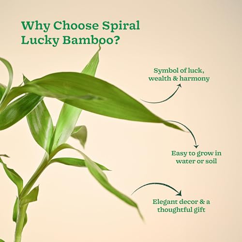 Ugaoo Lucky Bamboo Stick Indoor Plant | Live Bamboo Plant for Home, Office Desk, Balcony & Table Decor - Pack of 2 - Image 4
