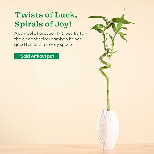 Ugaoo Lucky Bamboo Stick Indoor Plant | Live Bamboo Plant for Home, Office Desk, Balcony & Table Decor - Pack of 2 - Image 2