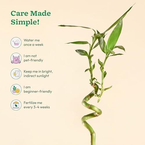 Ugaoo Lucky Bamboo Stick Indoor Plant | Live Bamboo Plant for Home, Office Desk, Balcony & Table Decor - Pack of 2 - Image 3