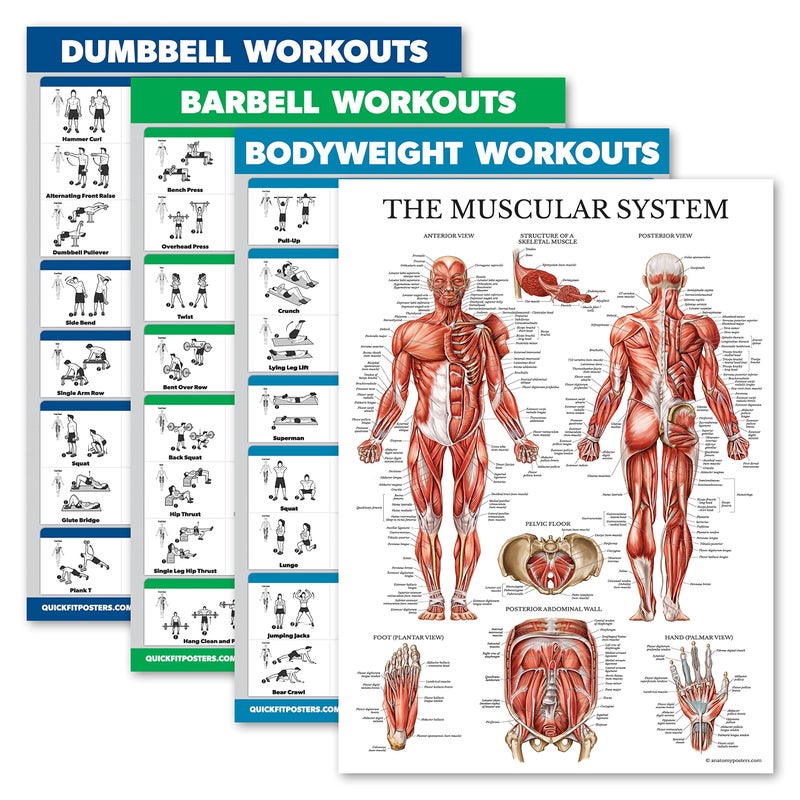 Palace Learning 4 Pack - Dumbbell + Barbell + Bodyweight Workouts - Muscle Set of 4 Laminated Charts (18'' x 24'') - Image 1