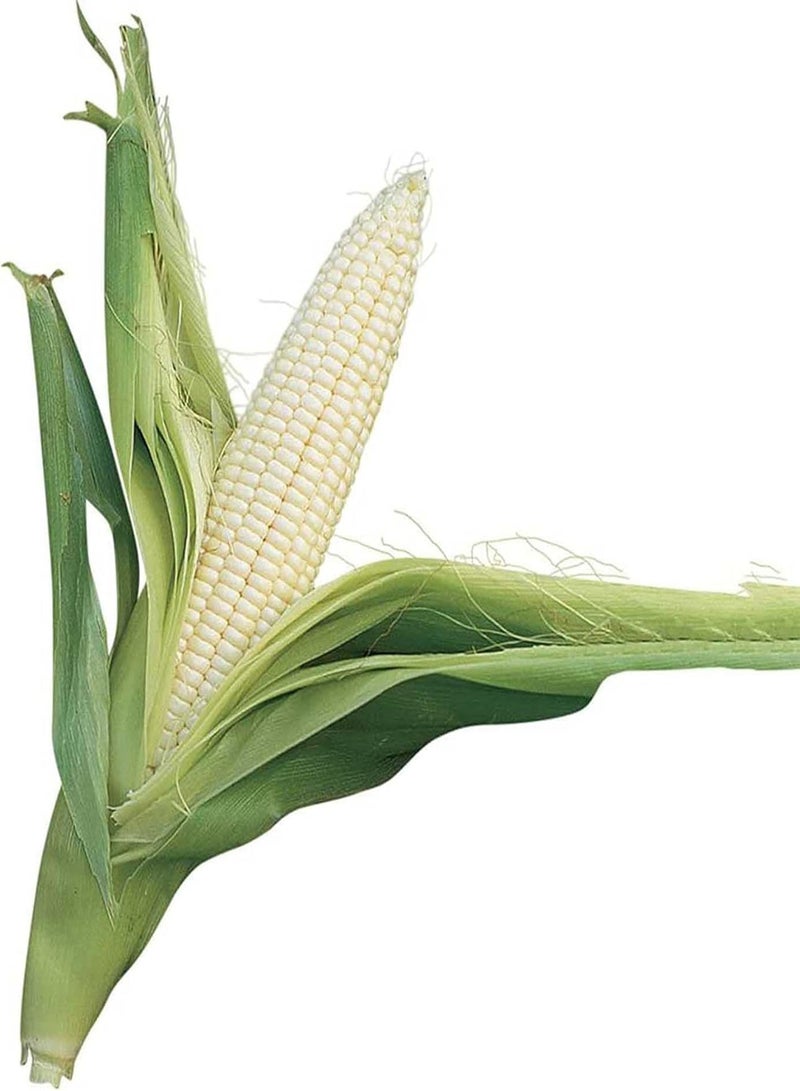 GGOOT 200Pcs/Bag of Maize Seeds High Germination Rate Easy to Grow Highly Ornamental Sweet Vitamin-Rich White Non-GMO Cereal Seeds for The Garden Home Farm Corn Seeds One Size - Image 2