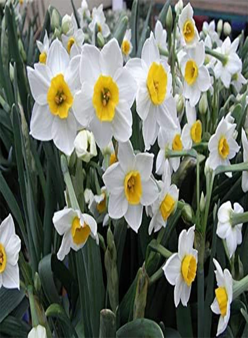 GGOOT seeds Fresh 100 Pcs Narcissus Flower seeds for Planting White Yellow