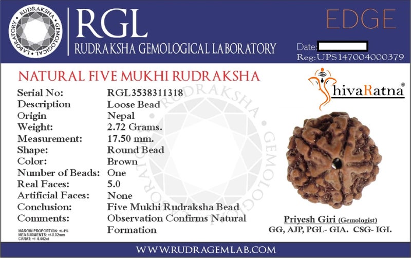 ShivaRatna 5 Mukhi Rudraksha (Nepal) + 109 Beads of Five Mukhi Rudraksha mala (Pure Silver Cap & Lab Certified) - Image 2
