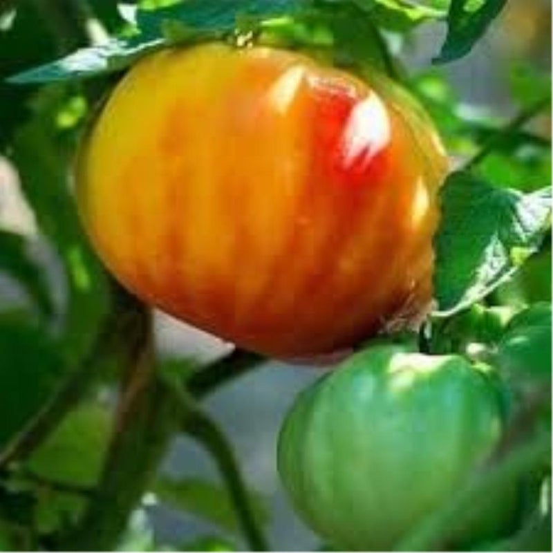 25+ Rare Big Rainbow Tomato Seeds Plus Bonus 100+ Great Lakes Iceberg Lettuce Seeds. Heirloom Tomato and Lettuce Seeds Combo Pack, Fresh Seeds from 2025 Growing Season. Perfect Companion seeds. - Image 4