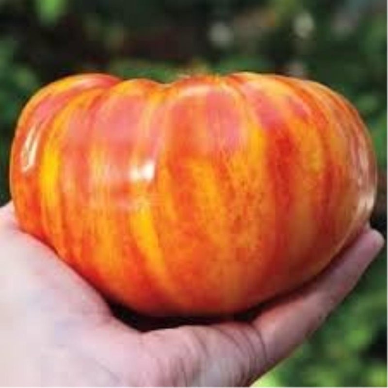 25+ Rare Big Rainbow Tomato Seeds Plus Bonus 100+ Great Lakes Iceberg Lettuce Seeds. Heirloom Tomato and Lettuce Seeds Combo Pack, Fresh Seeds from 2025 Growing Season. Perfect Companion seeds. - Image 1