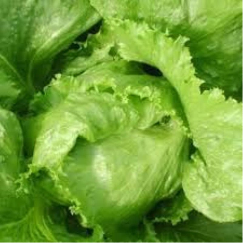 25+ Rare Big Rainbow Tomato Seeds Plus Bonus 100+ Great Lakes Iceberg Lettuce Seeds. Heirloom Tomato and Lettuce Seeds Combo Pack, Fresh Seeds from 2025 Growing Season. Perfect Companion seeds. - Image 5
