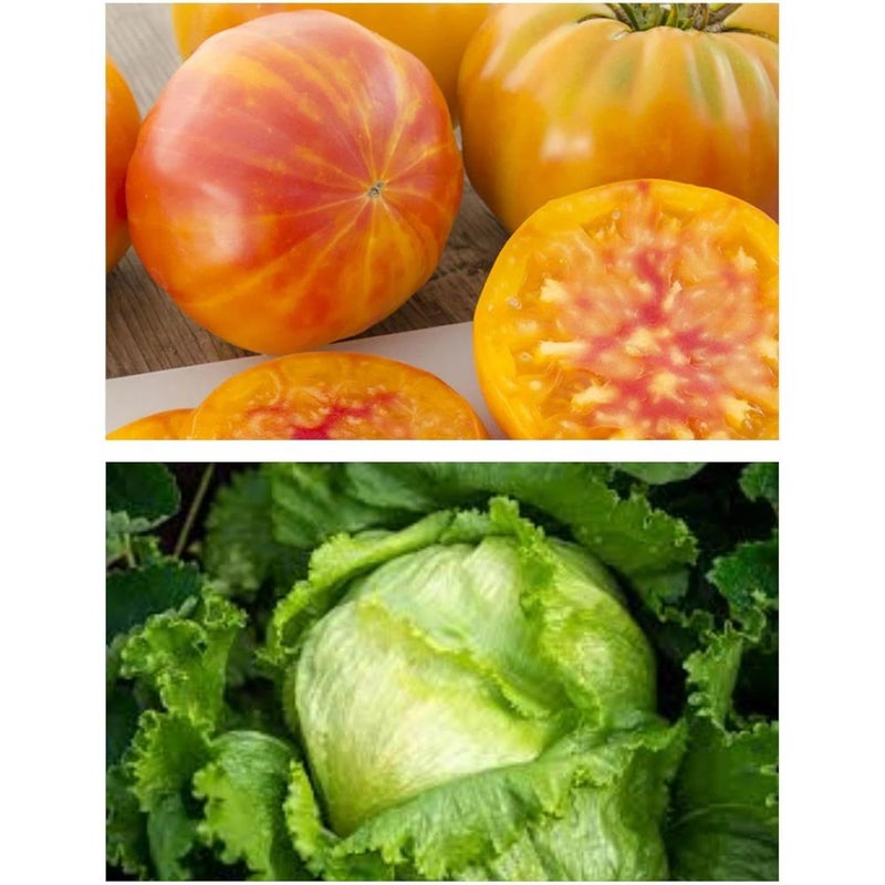 25+ Rare Big Rainbow Tomato Seeds Plus Bonus 100+ Great Lakes Iceberg Lettuce Seeds. Heirloom Tomato and Lettuce Seeds Combo Pack, Fresh Seeds from 2025 Growing Season. Perfect Companion seeds. - Image 2