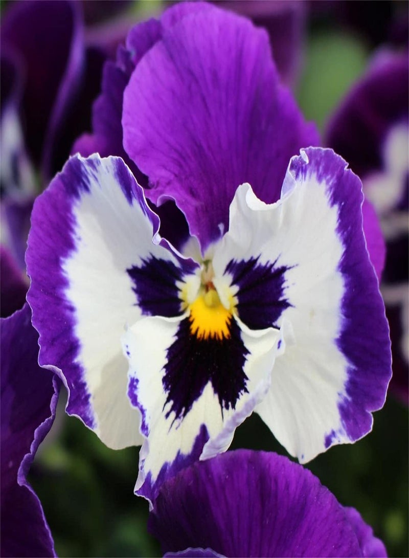 GGOOT Magnificent Colors Pansy Seeds Aromatic Plants Heirloom Garden Stunning Beautiful Colors Collection Gift Perennial Herb Seeds Decor Secret Garden-200pcs,A - Image 1