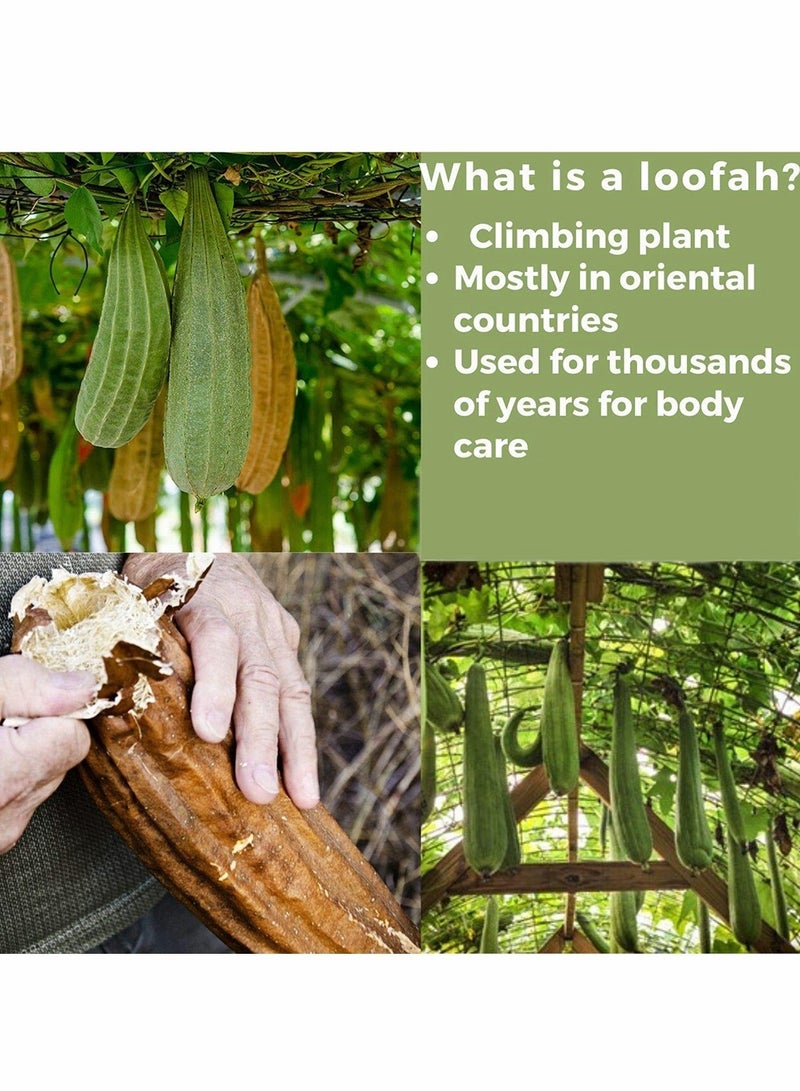 Zikra Bath Sponge, Exfoliating Loofah Pads body Scrubber, All Natural Bath and Shower Exfoliating Washcloth and Loofa Natural Sponge for Face, Back, Body, Eco Friendly, and Biodegradable - Image 4