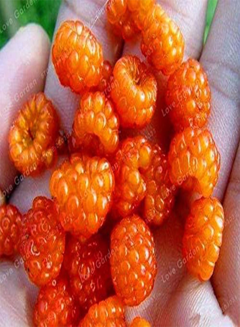 GGOOT Raspberry Fruit Seeds 500Pcs;Color 2