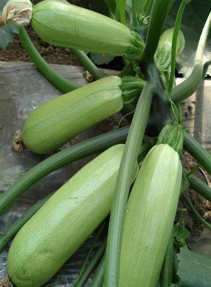 جي جوت أصناف بذور الخضروات - 20 قطعة من بذور القرع الصيفي والكوسة، نباتات الخضروات، حديقة المنزل، زراعة المزرعة، هدية للأطفال والبستانيين المبتدئين -1# - Image 2