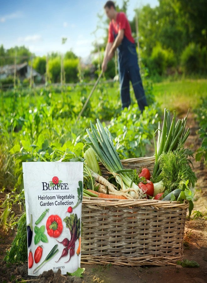 Burpee Heirloom Vegetable Seeds, Variety Pack with 35 Varieties of Plant Seeds, 30,000+ Garden Seeds - Mixed Non-GMO Seeds with Select Varieties of Lettuce, Beans, Tomatoes, Peppers, Squash and More - Image 4