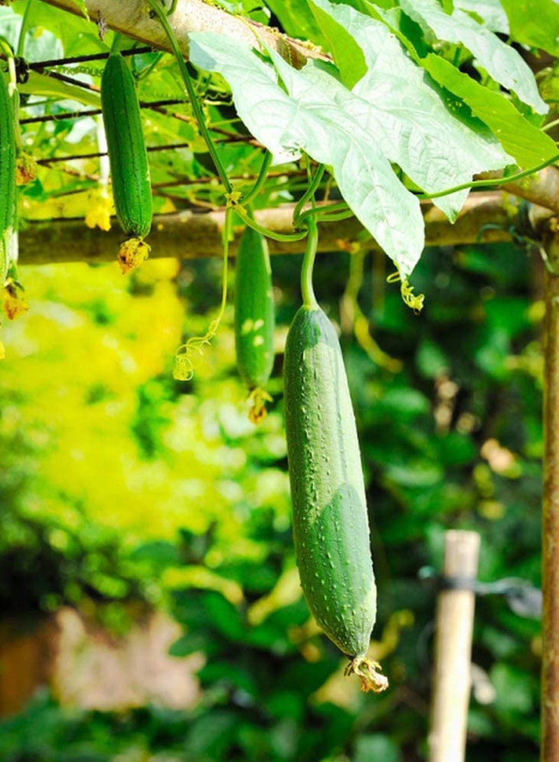 GGOOT 100pcs Loofah Seeds  - Image 1
