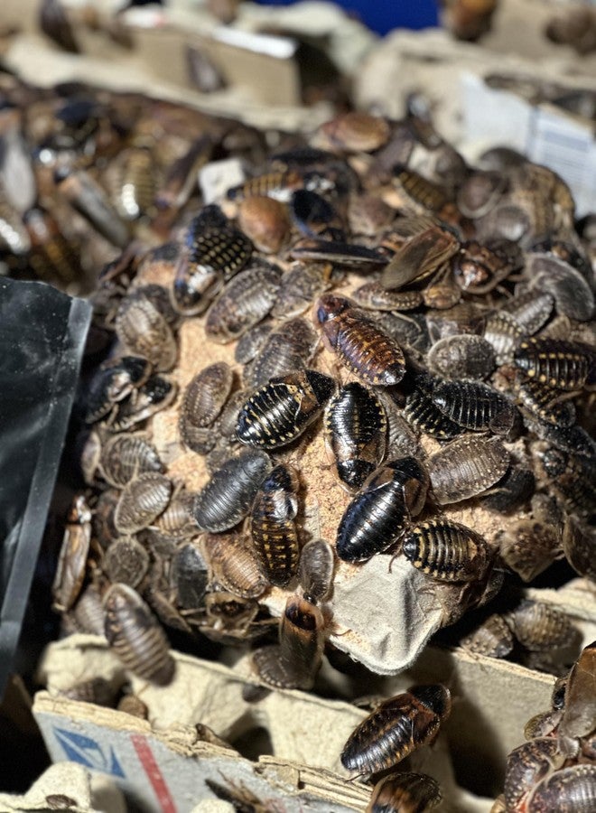 BadAssBugs™ 2 باوند دوبيا روش تشاو بنكهة التوت البري - Image 4