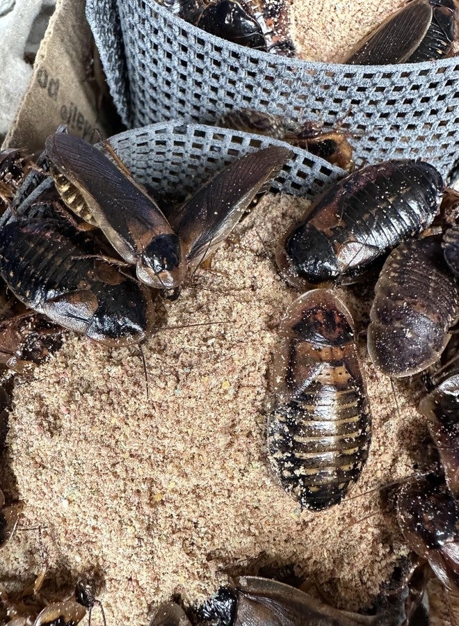 BadAssBugs™ 2 باوند دوبيا روش تشاو بنكهة التوت البري - Image 3