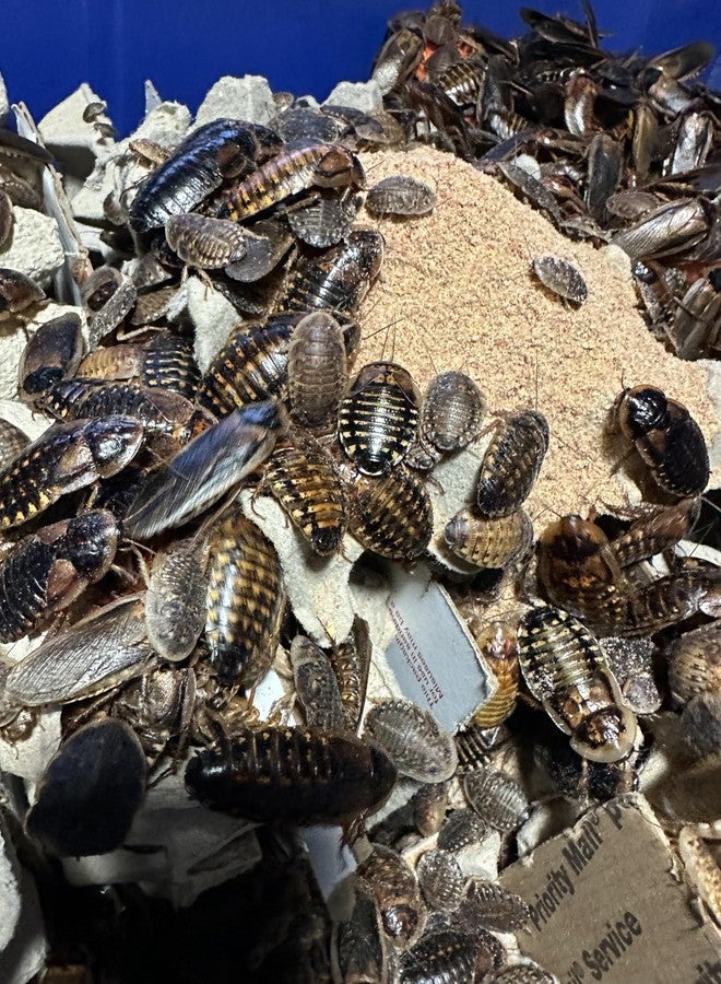 BadAssBugs™ 2 باوند دوبيا روش تشاو بنكهة التوت البري - Image 5