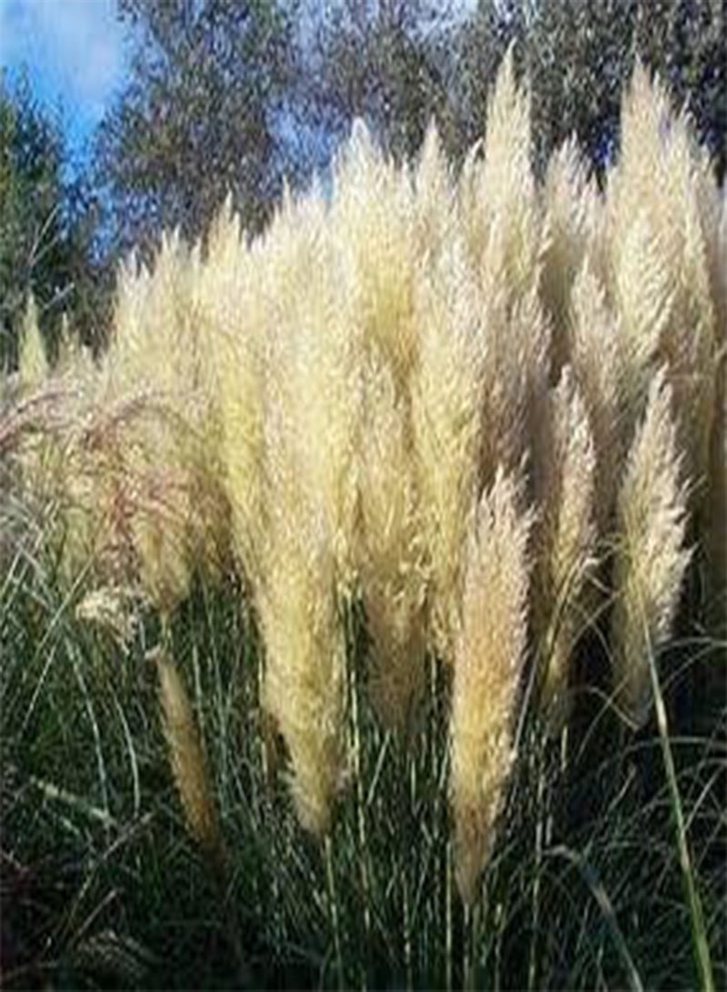 GGOOT Cortaderia selloana Pumila Hybrids 100 Seeds
