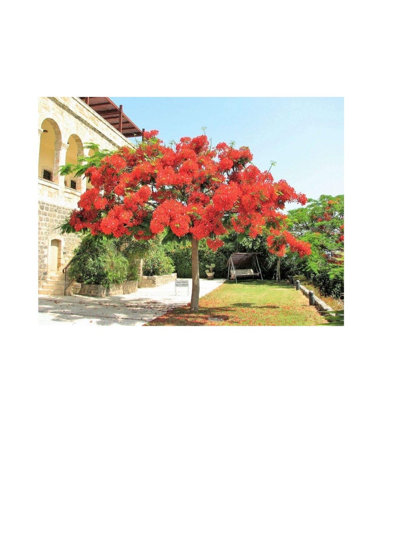 ماركة غير محددة 10 Royal Poinciana Tree Delonix Regia aka Red Flame Flamboyant Tree Flower Seeds  - Image 3