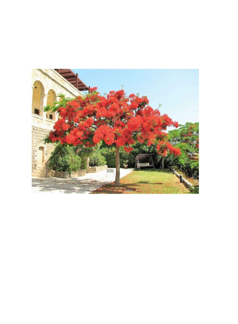 ماركة غير محددة 10 Royal Poinciana Tree Delonix Regia aka Red Flame Flamboyant Tree Flower Seeds  - Image 1