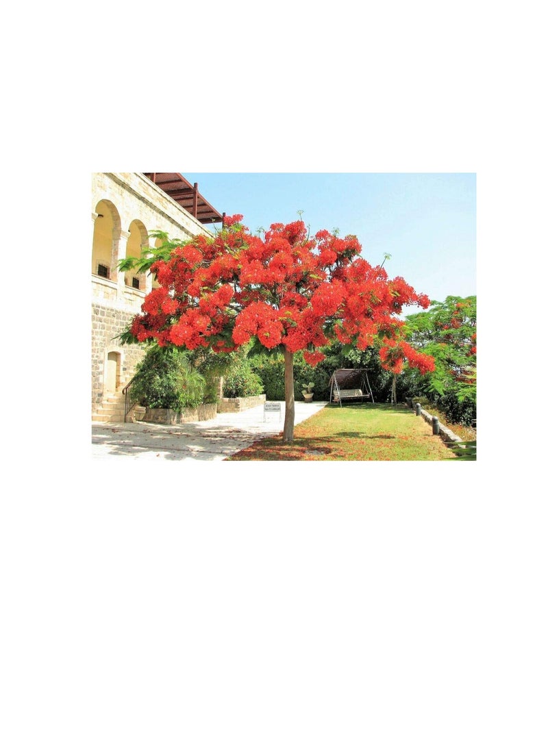 ماركة غير محددة 10 Royal Poinciana Tree Delonix Regia aka Red Flame Flamboyant Tree Flower Seeds  - Image 2