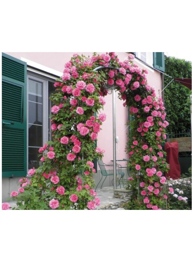 500PCS Charming Pink Climbing Rose Seeds for Planting - Image 1