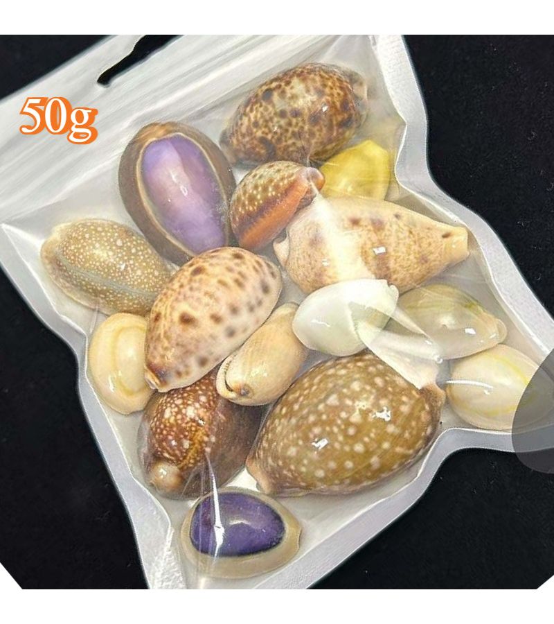 50G Colorful Seashells Decorative Fish Tank Landscapes Home Decor Treasure Snails - Image 4