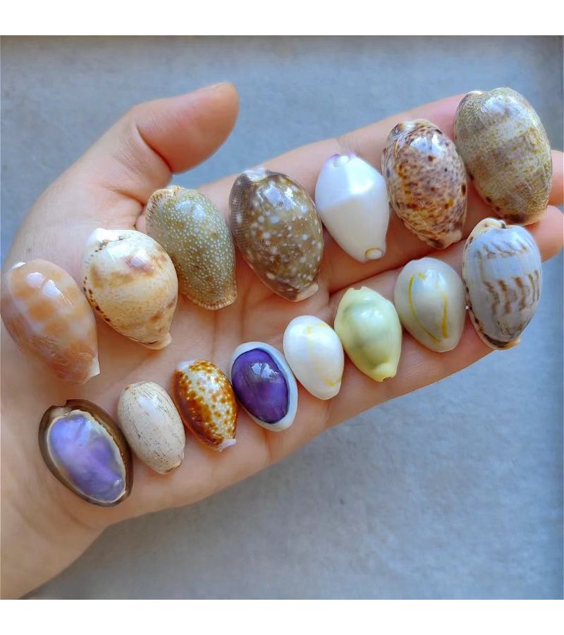 50G Colorful Seashells Decorative Fish Tank Landscapes Home Decor Treasure Snails - Image 3