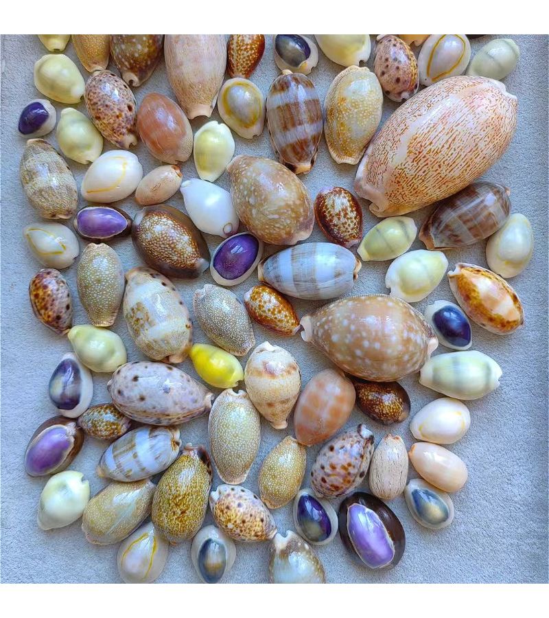 50G Colorful Seashells Decorative Fish Tank Landscapes Home Decor Treasure Snails - Image 1